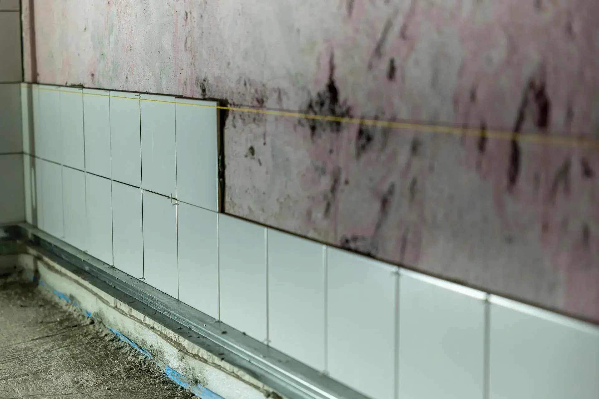 Black mold growth on interior drywall
