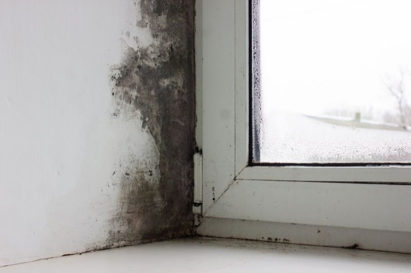 How To Investigate Your Home For Mold
