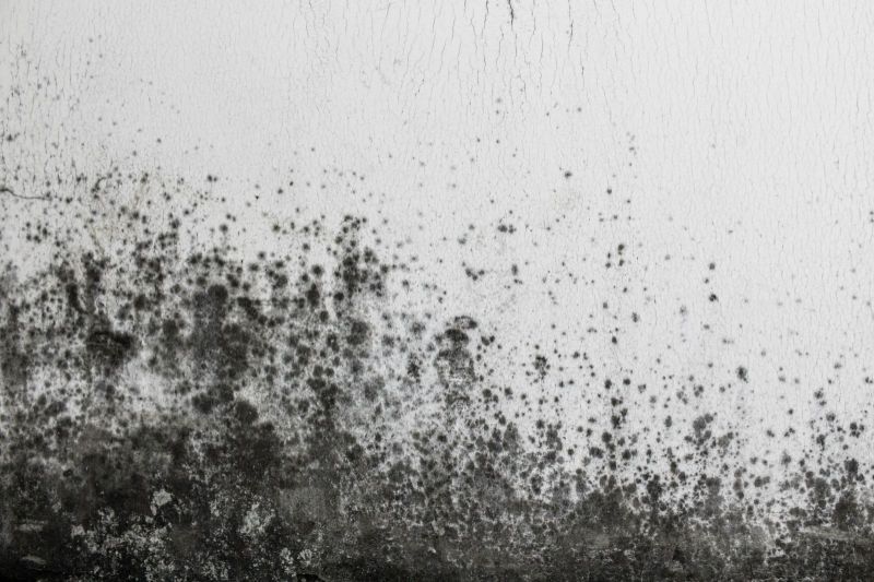 The Hidden Dangers Of Black Mold In Your Home Post Image