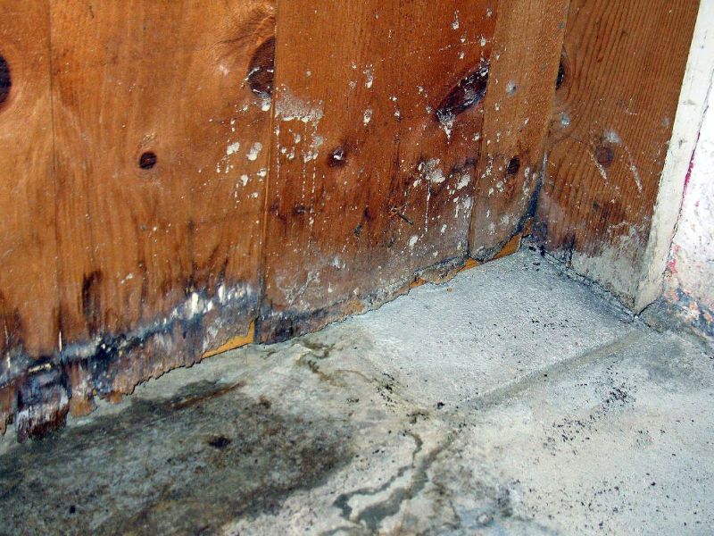 The Importance of Professional Mold Damage Restoration Post Image