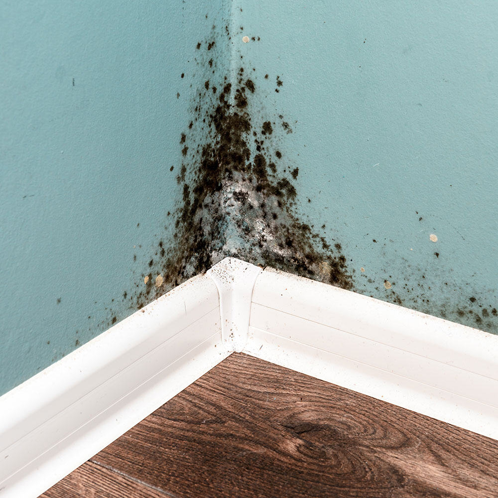 Mold’s Favorite Hiding Spots: The Living Room Post Image