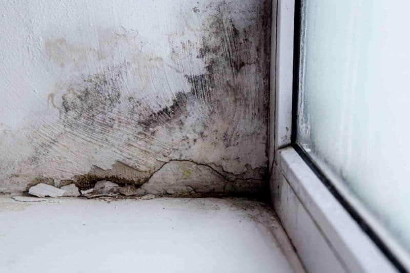 How To Investigate Your Home For Mold Post Image